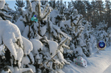 Frozen Snow Forest Escape