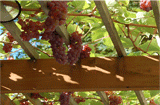 Grape garden hidden numbers
