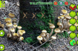 Mysterious Mushroom Forest Escape