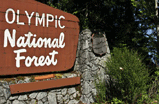 Escape From Olympic National Forest